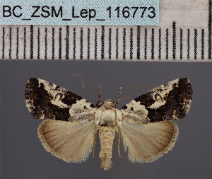  ( - BC_ZSM_Lep_116773)  @11 [ ] by-nc-sa (2024) SNSB, Staatliche Naturwissenschaftliche Sammlungen Bayerns ZSM (SNSB, Zoologische Staatssammlung Muenchen)