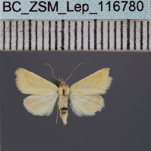  (Phytometra flavissima - BC_ZSM_Lep_116780)  @11 [ ] by-nc-sa (2024) SNSB, Staatliche Naturwissenschaftliche Sammlungen Bayerns ZSM (SNSB, Zoologische Staatssammlung Muenchen)