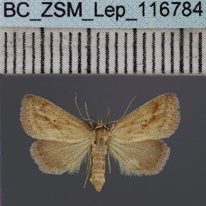  (Phytometra ferrofascia - BC_ZSM_Lep_116784)  @11 [ ] by-nc-sa (2024) SNSB, Staatliche Naturwissenschaftliche Sammlungen Bayerns ZSM (SNSB, Zoologische Staatssammlung Muenchen)