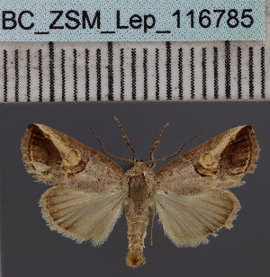  (Bryophilopsis cometesDS01Ke - BC_ZSM_Lep_116785)  @11 [ ] by-nc-sa (2024) SNSB, Staatliche Naturwissenschaftliche Sammlungen Bayerns ZSM (SNSB, Zoologische Staatssammlung Muenchen)