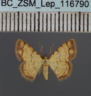  (Heterostegane CH03MDG - BC_ZSM_Lep_116790)  @11 [ ] by-nc-sa (2024) SNSB, Staatliche Naturwissenschaftliche Sammlungen Bayerns ZSM (SNSB, Zoologische Staatssammlung Muenchen)