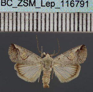  (Bryophilopsis tarachoidesDS02MDG - BC_ZSM_Lep_116791)  @11 [ ] by-nc-sa (2024) SNSB, Staatliche Naturwissenschaftliche Sammlungen Bayerns ZSM (SNSB, Zoologische Staatssammlung Muenchen)