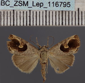  (Bryophilopsis cometes - BC_ZSM_Lep_116795)  @11 [ ] by-nc-sa (2024) SNSB, Staatliche Naturwissenschaftliche Sammlungen Bayerns ZSM (SNSB, Zoologische Staatssammlung Muenchen)