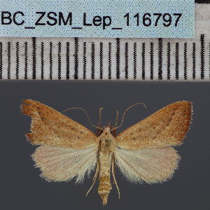  (Phytometra saecularia - BC_ZSM_Lep_116797)  @11 [ ] by-nc-sa (2024) SNSB, Staatliche Naturwissenschaftliche Sammlungen Bayerns ZSM (SNSB, Zoologische Staatssammlung Muenchen)