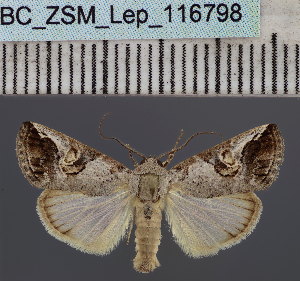  ( - BC_ZSM_Lep_116798)  @11 [ ] by-nc-sa (2024) SNSB, Staatliche Naturwissenschaftliche Sammlungen Bayerns ZSM (SNSB, Zoologische Staatssammlung Muenchen)