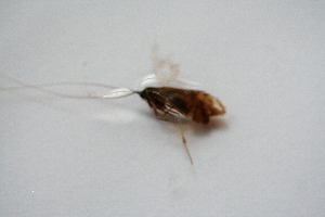  ( - BC_ZSM_Lep_118367)  @11 [ ] by-nc-sa (2024) SNSB, Staatliche Naturwissenschaftliche Sammlungen Bayerns ZSM (SNSB, Zoologische Staatssammlung Muenchen)