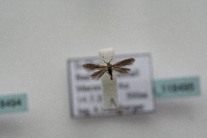  ( - BC_ZSM_Lep_118495)  @11 [ ] by-nc-sa (2024) SNSB, Staatliche Naturwissenschaftliche Sammlungen Bayerns ZSM (SNSB, Zoologische Staatssammlung Muenchen)