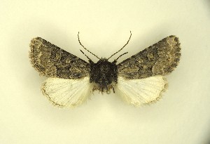  ( - BC_ZSM_Lep_119577)  @11 [ ] by-nc-sa (2024) SNSB, Staatliche Naturwissenschaftliche Sammlungen Bayerns ZSM (SNSB, Zoologische Staatssammlung Muenchen)
