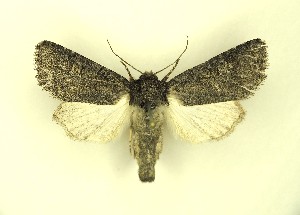  ( - BC_ZSM_Lep_119578)  @11 [ ] by-nc-sa (2024) SNSB, Staatliche Naturwissenschaftliche Sammlungen Bayerns ZSM (SNSB, Zoologische Staatssammlung Muenchen)