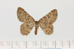  ( - BC_ZSM_Lep_119618)  @11 [ ] by-nc-sa (2024) SNSB, Staatliche Naturwissenschaftliche Sammlungen Bayerns ZSM (SNSB, Zoologische Staatssammlung Muenchen)