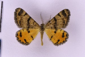  ( - BC_ZSM_Lep_119628)  @11 [ ] by-nc-sa (2024) SNSB, Staatliche Naturwissenschaftliche Sammlungen Bayerns ZSM (SNSB, Zoologische Staatssammlung Muenchen)
