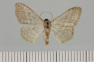  ( - BC_ZSM_Lep_119638)  @11 [ ] by-nc-sa (2024) SNSB, Staatliche Naturwissenschaftliche Sammlungen Bayerns ZSM (SNSB, Zoologische Staatssammlung Muenchen)