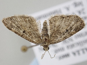  ( - BC_ZSM_Lep_119687)  @11 [ ] by-nc-sa (2024) SNSB, Staatliche Naturwissenschaftliche Sammlungen Bayerns ZSM (SNSB, Zoologische Staatssammlung Muenchen)