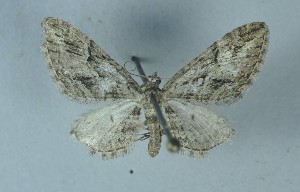  ( - BC_ZSM_Lep_119707)  @11 [ ] by-nc-sa (2024) SNSB, Staatliche Naturwissenschaftliche Sammlungen Bayerns ZSM (SNSB, Zoologische Staatssammlung Muenchen)
