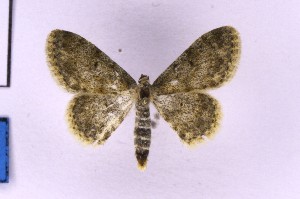  ( - BC_ZSM_Lep_119727)  @11 [ ] by-nc-sa (2024) SNSB, Staatliche Naturwissenschaftliche Sammlungen Bayerns ZSM (SNSB, Zoologische Staatssammlung Muenchen)