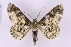  ( - BC_ZSM_Lep_119733)  @11 [ ] by-nc-sa (2024) SNSB, Staatliche Naturwissenschaftliche Sammlungen Bayerns ZSM (SNSB, Zoologische Staatssammlung Muenchen)