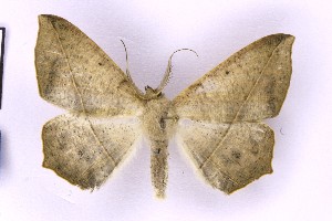  ( - BC_ZSM_Lep_119737)  @11 [ ] by-nc-sa (2024) SNSB, Staatliche Naturwissenschaftliche Sammlungen Bayerns ZSM (SNSB, Zoologische Staatssammlung Muenchen)