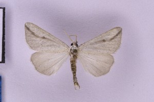  ( - BC_ZSM_Lep_119742)  @11 [ ] by-nc-sa (2024) SNSB, Staatliche Naturwissenschaftliche Sammlungen Bayerns ZSM (SNSB, Zoologische Staatssammlung Muenchen)