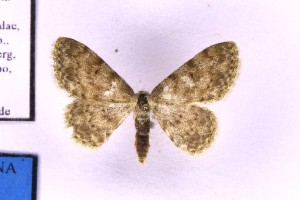  ( - BC_ZSM_Lep_120143)  @11 [ ] by-nc-sa (2024) SNSB, Staatliche Naturwissenschaftliche Sammlungen Bayerns ZSM (SNSB, Zoologische Staatssammlung Muenchen)