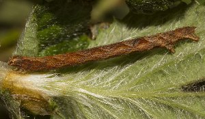  ( - BC_ZSM_Lep_120176)  @11 [ ] by-nc-sa (2024) SNSB, Staatliche Naturwissenschaftliche Sammlungen Bayerns ZSM (SNSB, Zoologische Staatssammlung Muenchen)