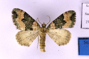  ( - BC_ZSM_Lep_120229)  @11 [ ] by-nc-sa (2024) SNSB, Staatliche Naturwissenschaftliche Sammlungen Bayerns ZSM (SNSB, Zoologische Staatssammlung Muenchen)