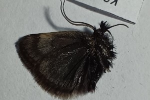  ( - BC_ZSM_Lep_120331)  @11 [ ] by-nc-sa (2024) SNSB, Staatliche Naturwissenschaftliche Sammlungen Bayerns ZSM (SNSB, Zoologische Staatssammlung Muenchen)