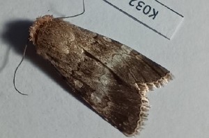  ( - BC_ZSM_Lep_120332)  @11 [ ] by-nc-sa (2024) SNSB, Staatliche Naturwissenschaftliche Sammlungen Bayerns ZSM (SNSB, Zoologische Staatssammlung Muenchen)