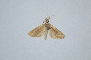  ( - BC_ZSM_Lep_120340)  @11 [ ] by-nc-sa (2024) SNSB, Staatliche Naturwissenschaftliche Sammlungen Bayerns ZSM (SNSB, Zoologische Staatssammlung Muenchen)