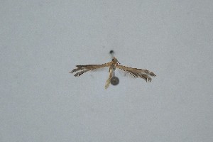  ( - BC_ZSM_Lep_120343)  @11 [ ] by-nc-sa (2024) SNSB, Staatliche Naturwissenschaftliche Sammlungen Bayerns ZSM (SNSB, Zoologische Staatssammlung Muenchen)