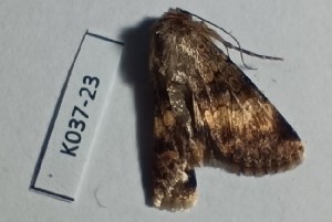  ( - BC_ZSM_Lep_120349)  @11 [ ] by-nc-sa (2024) SNSB, Staatliche Naturwissenschaftliche Sammlungen Bayerns ZSM (SNSB, Zoologische Staatssammlung Muenchen)