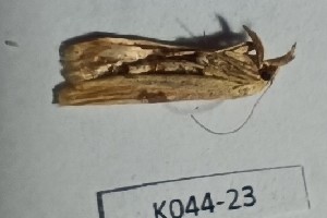  ( - BC_ZSM_Lep_120356)  @11 [ ] by-nc-sa (2024) SNSB, Staatliche Naturwissenschaftliche Sammlungen Bayerns ZSM (SNSB, Zoologische Staatssammlung Muenchen)
