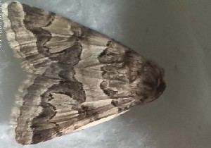  ( - BC_ZSM_Lep_120365)  @11 [ ] by-nc-sa (2024) SNSB, Staatliche Naturwissenschaftliche Sammlungen Bayerns ZSM (SNSB, Zoologische Staatssammlung Muenchen)