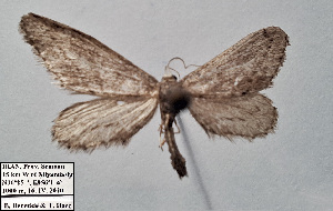  ( - BC_ZSM_Lep_120374)  @11 [ ] by-nc-sa (2024) SNSB, Staatliche Naturwissenschaftliche Sammlungen Bayerns ZSM (SNSB, Zoologische Staatssammlung Muenchen)