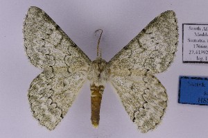  ( - BC_ZSM_Lep_120378)  @11 [ ] by-nc-sa (2024) SNSB, Staatliche Naturwissenschaftliche Sammlungen Bayerns ZSM (SNSB, Zoologische Staatssammlung Muenchen)