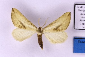  ( - BC_ZSM_Lep_120391)  @11 [ ] by-nc-sa (2024) SNSB, Staatliche Naturwissenschaftliche Sammlungen Bayerns ZSM (SNSB, Zoologische Staatssammlung Muenchen)