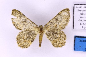  ( - BC_ZSM_Lep_120395)  @11 [ ] by-nc-sa (2024) SNSB, Staatliche Naturwissenschaftliche Sammlungen Bayerns ZSM (SNSB, Zoologische Staatssammlung Muenchen)