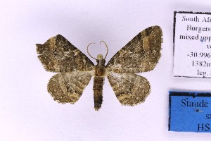  ( - BC_ZSM_Lep_120396)  @11 [ ] by-nc-sa (2024) SNSB, Staatliche Naturwissenschaftliche Sammlungen Bayerns ZSM (SNSB, Zoologische Staatssammlung Muenchen)