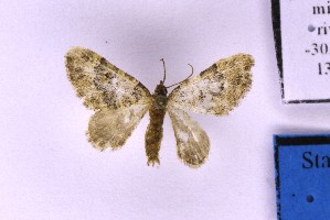  ( - BC_ZSM_Lep_120397)  @11 [ ] by-nc-sa (2024) SNSB, Staatliche Naturwissenschaftliche Sammlungen Bayerns ZSM (SNSB, Zoologische Staatssammlung Muenchen)
