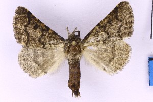  ( - BC_ZSM_Lep_120398)  @11 [ ] by-nc-sa (2024) SNSB, Staatliche Naturwissenschaftliche Sammlungen Bayerns ZSM (SNSB, Zoologische Staatssammlung Muenchen)