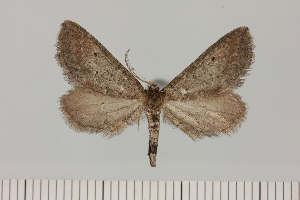  (Hebdomophruda eupitheciata - BC_ZSM_Lep_120414)  @11 [ ] by-nc-sa (2024) SNSB, Staatliche Naturwissenschaftliche Sammlungen Bayerns ZSM (SNSB, Zoologische Staatssammlung Muenchen)