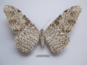  ( - BC-EVS-5133)  @11 [ ] by-nc-sa (2025) SNSB, Staatliche Naturwissenschaftliche Sammlungen Bayerns ZSM (SNSB, Zoologische Staatssammlung Muenchen)