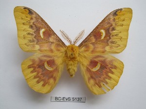 ( - BC-EVS-5137)  @11 [ ] by-nc-sa (2025) SNSB, Staatliche Naturwissenschaftliche Sammlungen Bayerns ZSM (SNSB, Zoologische Staatssammlung Muenchen)