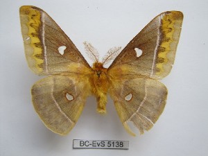  ( - BC-EVS-5138)  @11 [ ] by-nc-sa (2025) SNSB, Staatliche Naturwissenschaftliche Sammlungen Bayerns ZSM (SNSB, Zoologische Staatssammlung Muenchen)