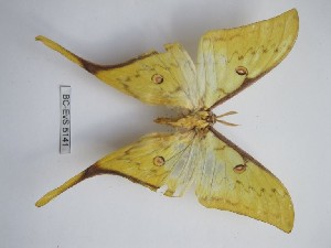  ( - BC-EVS-5141)  @11 [ ] by-nc-sa (2025) SNSB, Staatliche Naturwissenschaftliche Sammlungen Bayerns ZSM (SNSB, Zoologische Staatssammlung Muenchen)