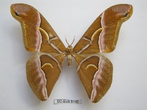  ( - BC-EVS-5142)  @11 [ ] by-nc-sa (2025) SNSB, Staatliche Naturwissenschaftliche Sammlungen Bayerns ZSM (SNSB, Zoologische Staatssammlung Muenchen)