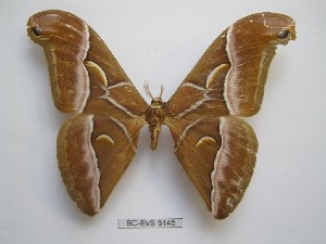  ( - BC-EVS-5145)  @11 [ ] by-nc-sa (2025) SNSB, Staatliche Naturwissenschaftliche Sammlungen Bayerns ZSM (SNSB, Zoologische Staatssammlung Muenchen)