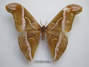  ( - BC-EVS-5146)  @11 [ ] by-nc-sa (2025) SNSB, Staatliche Naturwissenschaftliche Sammlungen Bayerns ZSM (SNSB, Zoologische Staatssammlung Muenchen)