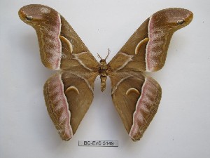  ( - BC-EVS-5149)  @11 [ ] by-nc-sa (2025) SNSB, Staatliche Naturwissenschaftliche Sammlungen Bayerns ZSM (SNSB, Zoologische Staatssammlung Muenchen)