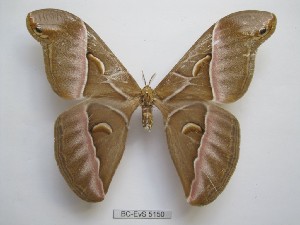  ( - BC-EVS-5150)  @11 [ ] by-nc-sa (2025) SNSB, Staatliche Naturwissenschaftliche Sammlungen Bayerns ZSM (SNSB, Zoologische Staatssammlung Muenchen)