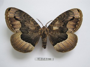  ( - BC-EVS-5166)  @11 [ ] by-nc-sa (2025) SNSB, Staatliche Naturwissenschaftliche Sammlungen Bayerns ZSM (SNSB, Zoologische Staatssammlung Muenchen)